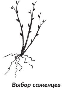 Иллюстрация к книге — Как вырастить виноград и другие любимые ягоды [i_058.jpg]