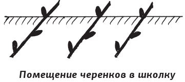 Иллюстрация к книге — Как вырастить виноград и другие любимые ягоды [i_065.jpg]