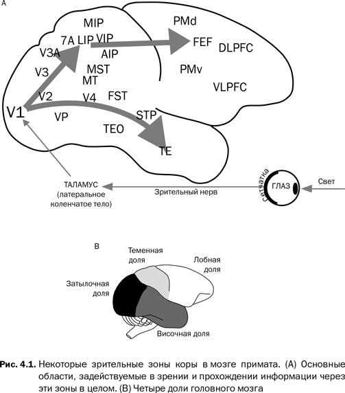 Иллюстрация к книге — Наука сознания. Современная теория субъективного опыта [i_005.jpg]