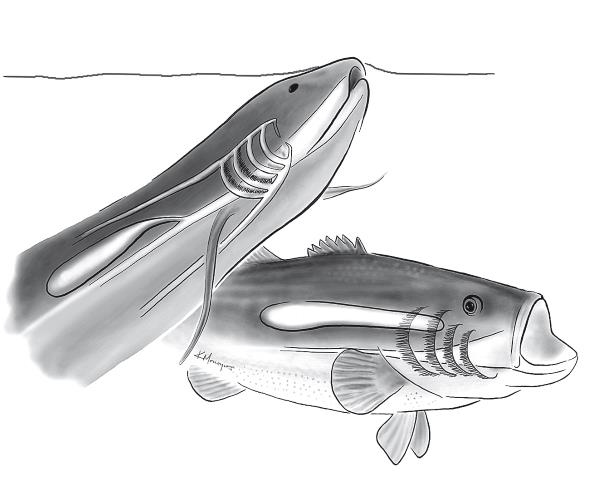 Иллюстрация к книге — Требуется сборка. Расшифровываем четыре миллиарда лет истории жизни – от древних окаменелостей до ДНК [i_005.jpg]