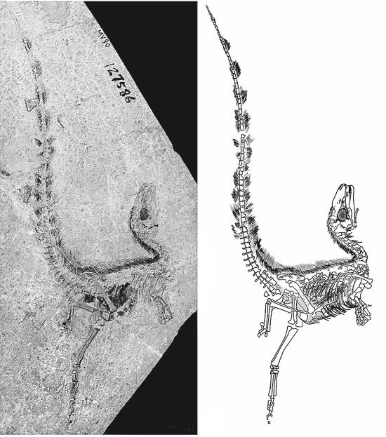 Иллюстрация к книге — Требуется сборка. Расшифровываем четыре миллиарда лет истории жизни – от древних окаменелостей до ДНК [i_009.jpg]