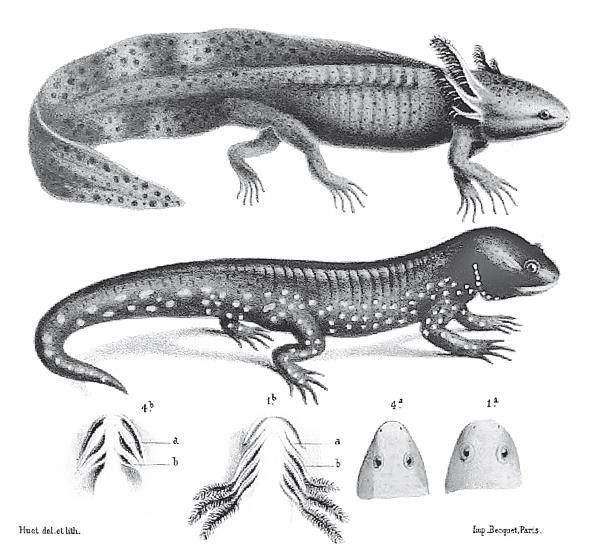 Иллюстрация к книге — Требуется сборка. Расшифровываем четыре миллиарда лет истории жизни – от древних окаменелостей до ДНК [i_010.jpg]