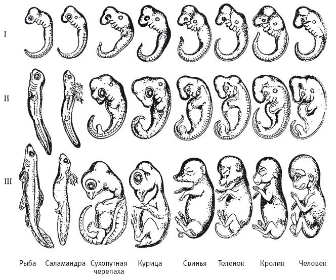 Иллюстрация к книге — Требуется сборка. Расшифровываем четыре миллиарда лет истории жизни – от древних окаменелостей до ДНК [i_012.jpg]