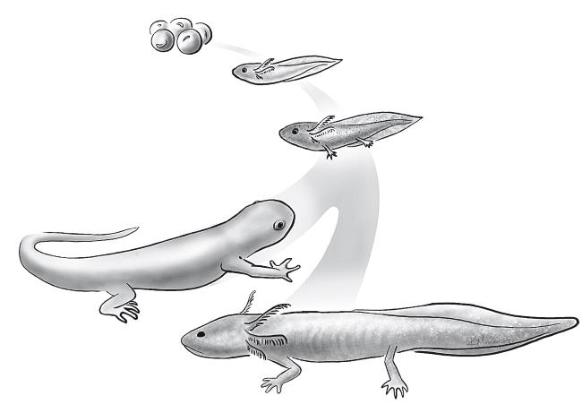 Иллюстрация к книге — Требуется сборка. Расшифровываем четыре миллиарда лет истории жизни – от древних окаменелостей до ДНК [i_015.jpg]