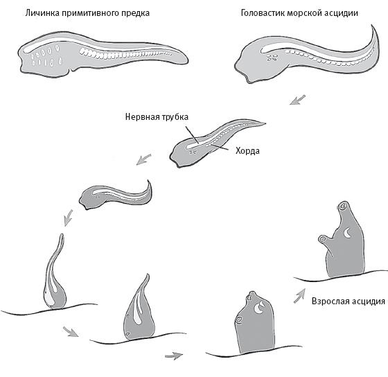 Иллюстрация к книге — Требуется сборка. Расшифровываем четыре миллиарда лет истории жизни – от древних окаменелостей до ДНК [i_016.jpg]