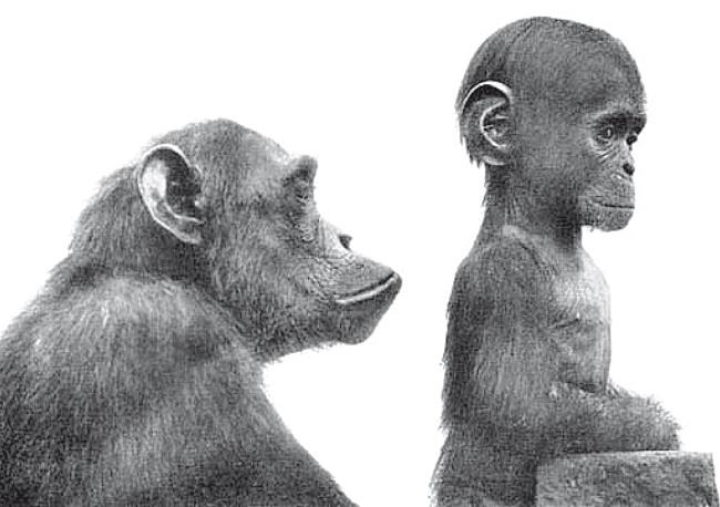 Иллюстрация к книге — Требуется сборка. Расшифровываем четыре миллиарда лет истории жизни – от древних окаменелостей до ДНК [i_017.jpg]