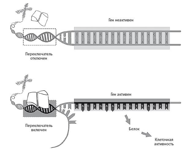 Иллюстрация к книге — Требуется сборка. Расшифровываем четыре миллиарда лет истории жизни – от древних окаменелостей до ДНК [i_020.jpg]