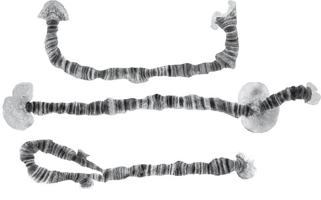 Иллюстрация к книге — Требуется сборка. Расшифровываем четыре миллиарда лет истории жизни – от древних окаменелостей до ДНК [i_024.jpg]