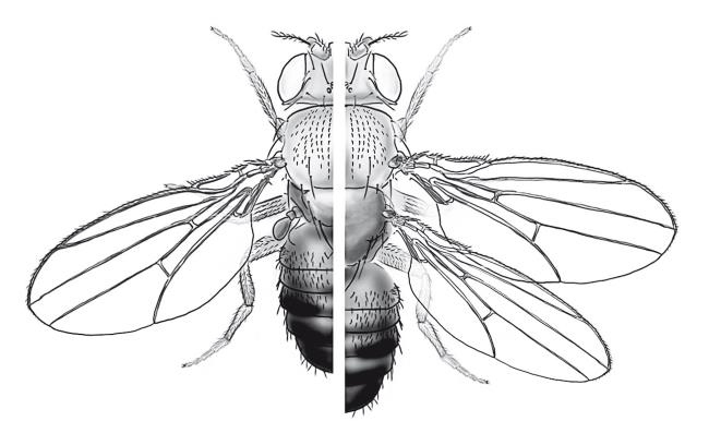 Иллюстрация к книге — Требуется сборка. Расшифровываем четыре миллиарда лет истории жизни – от древних окаменелостей до ДНК [i_026.jpg]