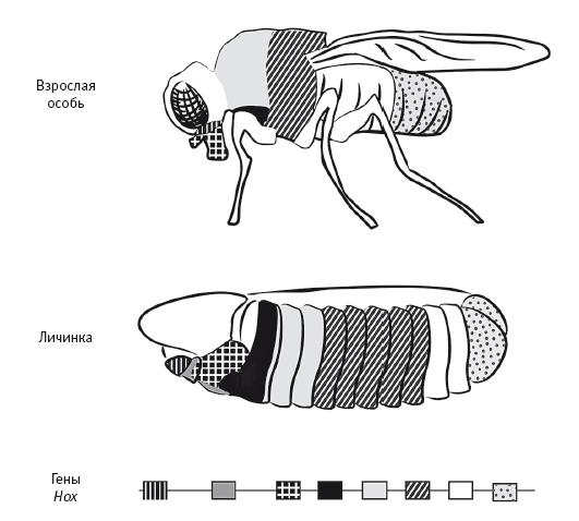 Иллюстрация к книге — Требуется сборка. Расшифровываем четыре миллиарда лет истории жизни – от древних окаменелостей до ДНК [i_029.jpg]