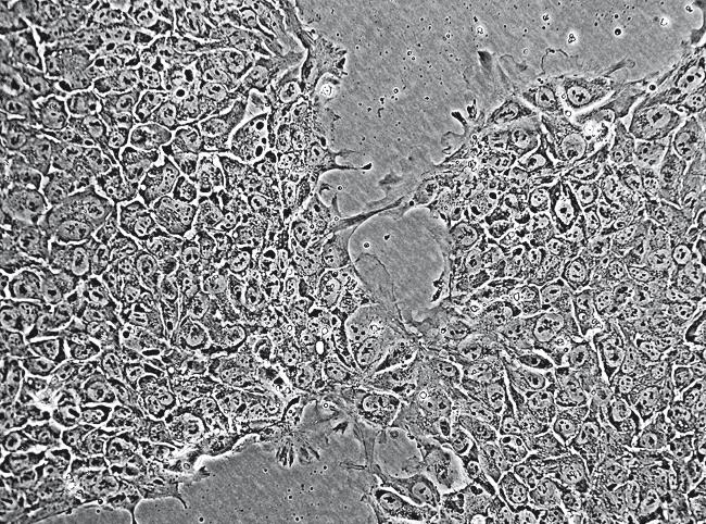 Иллюстрация к книге — Требуется сборка. Расшифровываем четыре миллиарда лет истории жизни – от древних окаменелостей до ДНК [i_035.jpg]
