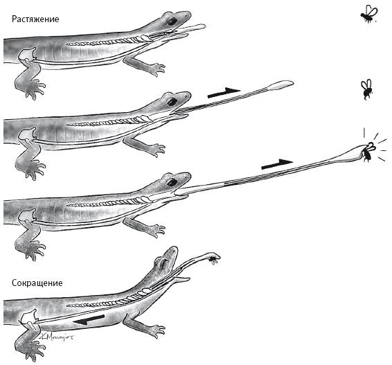 Иллюстрация к книге — Требуется сборка. Расшифровываем четыре миллиарда лет истории жизни – от древних окаменелостей до ДНК [i_038.jpg]