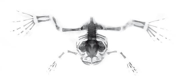 Иллюстрация к книге — Требуется сборка. Расшифровываем четыре миллиарда лет истории жизни – от древних окаменелостей до ДНК [i_039.jpg]