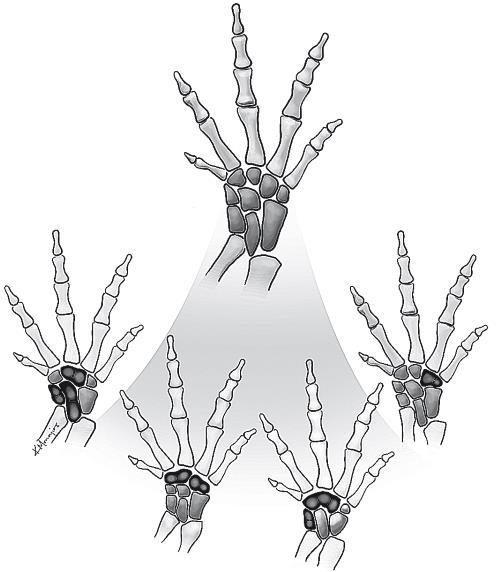 Иллюстрация к книге — Требуется сборка. Расшифровываем четыре миллиарда лет истории жизни – от древних окаменелостей до ДНК [i_040.jpg]