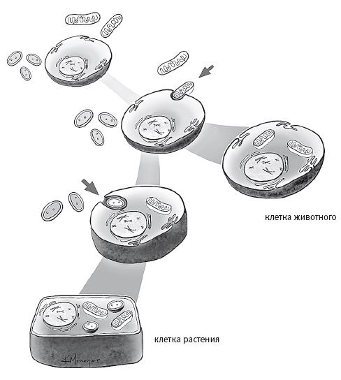 Иллюстрация к книге — Требуется сборка. Расшифровываем четыре миллиарда лет истории жизни – от древних окаменелостей до ДНК [i_042.jpg]