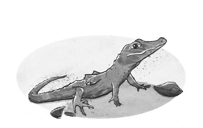 Иллюстрация к книге — Рождение дракона [i_008.jpg]