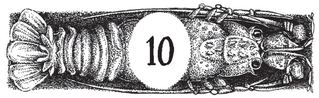 Иллюстрация к книге — Новые странствия Салли Джонс [i_031.jpg]