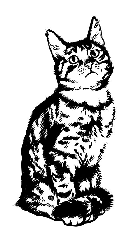 Иллюстрация к книге — Тысяча и одно мяу. Удивительные кошачьи истории о людях, любви, верности и потерях [i_021.jpg]