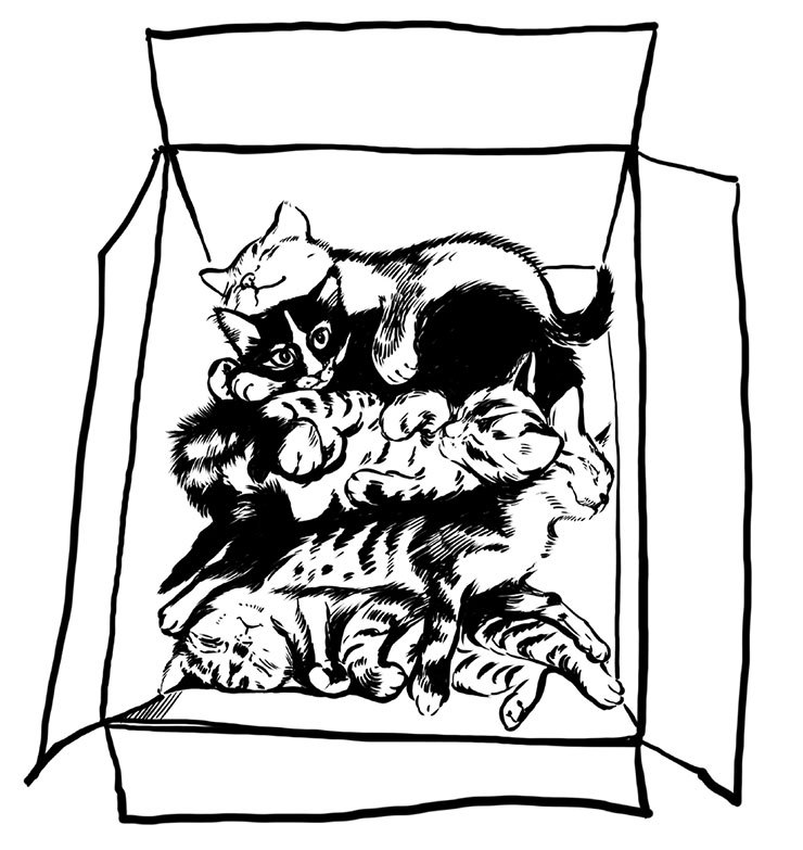 Иллюстрация к книге — Тысяча и одно мяу. Удивительные кошачьи истории о людях, любви, верности и потерях [i_030.jpg]