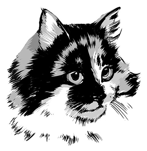 Иллюстрация к книге — Тысяча и одно мяу. Удивительные кошачьи истории о людях, любви, верности и потерях [i_034.jpg]