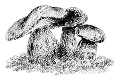 Иллюстрация к книге — Фунгус [i_008.jpg]