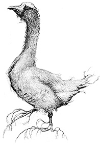 Иллюстрация к книге — Фунгус [i_010.jpg]