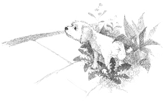 Иллюстрация к книге — Щенок Асти, или Послушай, как я читаю [i_006.jpg]