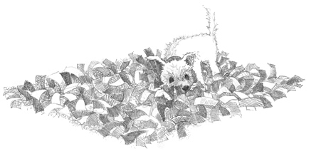 Иллюстрация к книге — Щенок Асти, или Послушай, как я читаю [i_022.jpg]