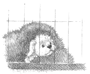 Иллюстрация к книге — Щенок Асти, или Послушай, как я читаю [i_026.jpg]