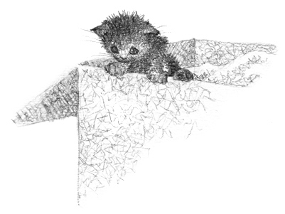 Иллюстрация к книге — Котёнок Клякса, или Загадка привидения [i_007.jpg]