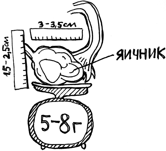Иллюстрация к книге — 1000 вопросов и ответов по гинекологии [_04.jpg]