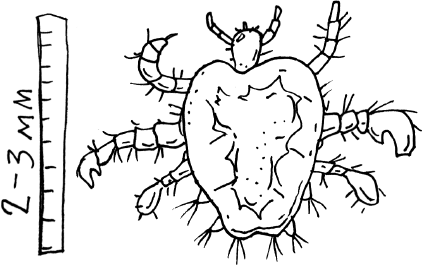 Иллюстрация к книге — 1000 вопросов и ответов по гинекологии [_33.jpg]