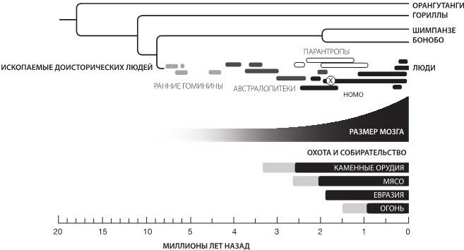 Иллюстрация к книге — Sapiens на диете. Всемирная история похудения, или Антропологический взгляд на метаболизм [i_011.jpg]