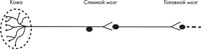 Иллюстрация к книге — Как мы видим? Нейробиология зрительного восприятия [i_005.jpg]