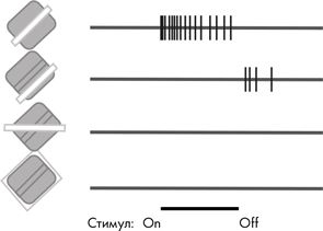 Иллюстрация к книге — Как мы видим? Нейробиология зрительного восприятия [i_021.jpg]