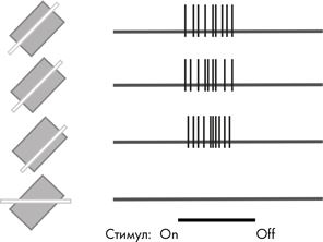 Иллюстрация к книге — Как мы видим? Нейробиология зрительного восприятия [i_023.jpg]