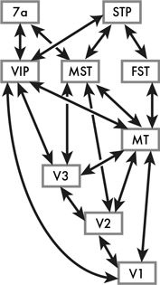 Иллюстрация к книге — Как мы видим? Нейробиология зрительного восприятия [i_025.jpg]