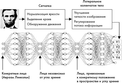 Иллюстрация к книге — Как мы видим? Нейробиология зрительного восприятия [i_037.jpg]