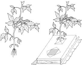Иллюстрация к книге — Как вырастить свою рассаду и разбить правильные грядки [i_019.jpg]
