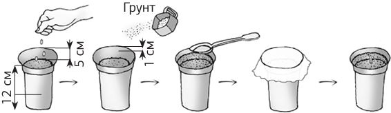 Иллюстрация к книге — Как вырастить свою рассаду и разбить правильные грядки [i_022.jpg]