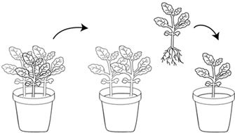 Иллюстрация к книге — Как вырастить свою рассаду и разбить правильные грядки [i_028.jpg]