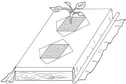 Иллюстрация к книге — Как вырастить свою рассаду и разбить правильные грядки [i_030.jpg]