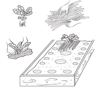 Иллюстрация к книге — Как вырастить свою рассаду и разбить правильные грядки [i_047.jpg]