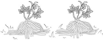 Иллюстрация к книге — Как вырастить свою рассаду и разбить правильные грядки [i_053.jpg]