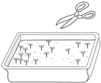 Иллюстрация к книге — Как вырастить свою рассаду и разбить правильные грядки [i_059.jpg]