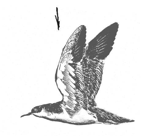 Иллюстрация к книге — Где кончается мир [i_003.jpg]