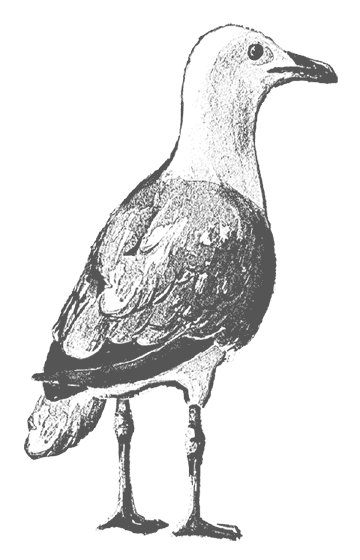 Иллюстрация к книге — Где кончается мир [i_050.jpg]