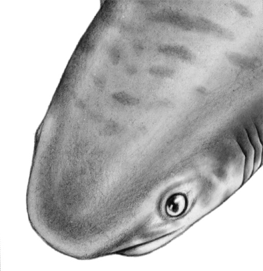 Иллюстрация к книге — Душа акулы [i_002.jpg]