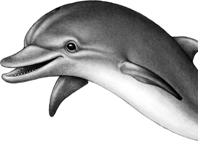 Иллюстрация к книге — Душа акулы [i_003.jpg]