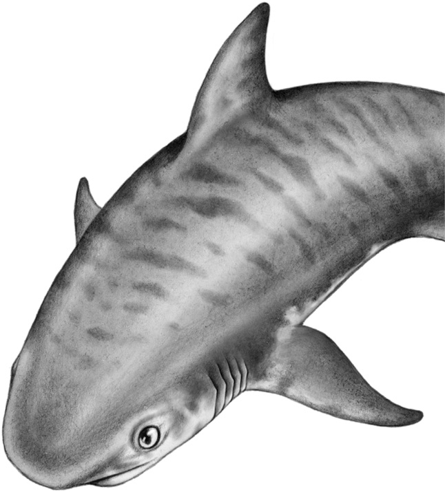 Иллюстрация к книге — Душа акулы [i_007.jpg]